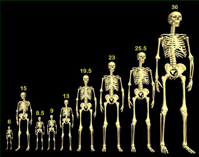 أطوال البشر قديما بحسب أساطير العمالقة، الهيكل الأول على اليسار يمثل متوسط أطوال البشر حاليا (6 أقدام)